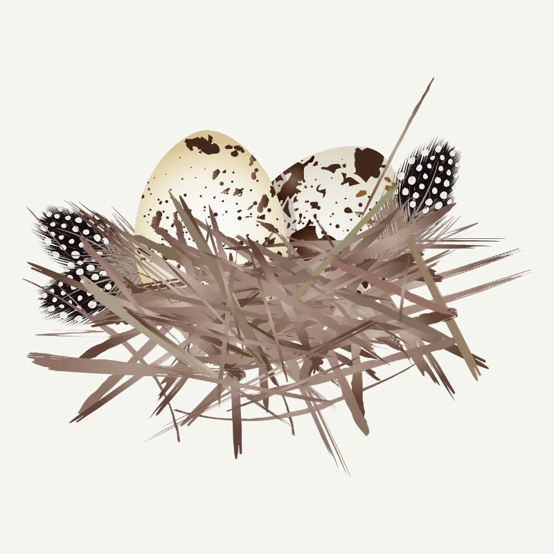 Œufs de caille dans le nid avec plumes de pintade