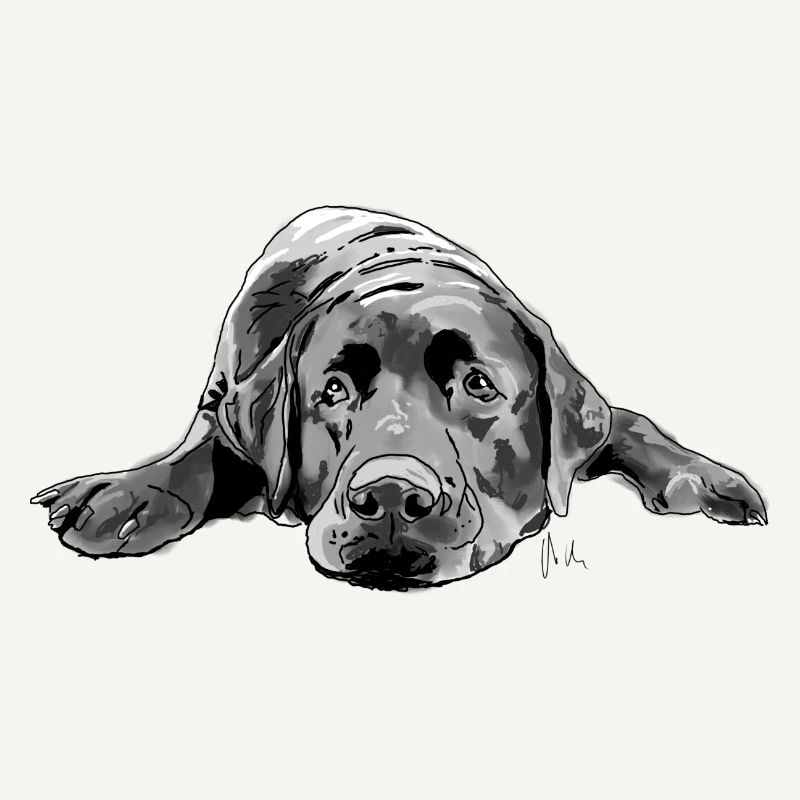 Labrador