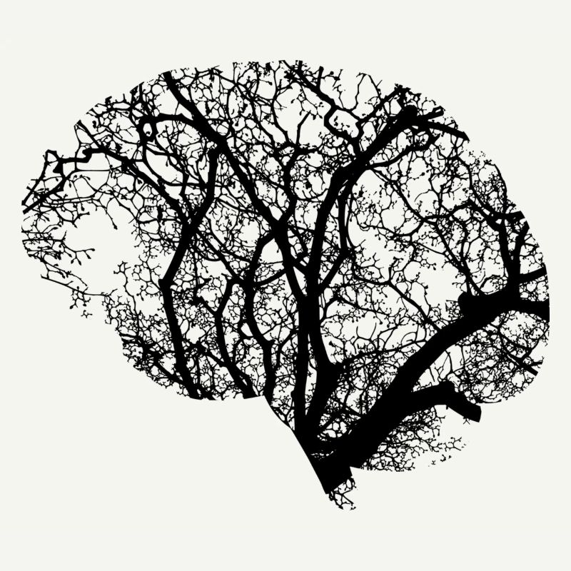 la conception du cerveau