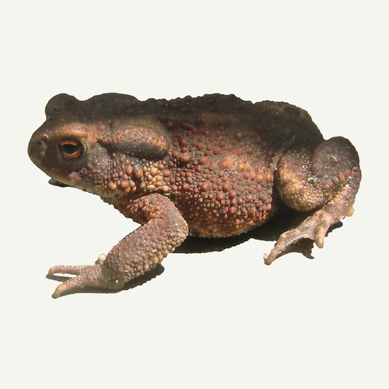 toad
