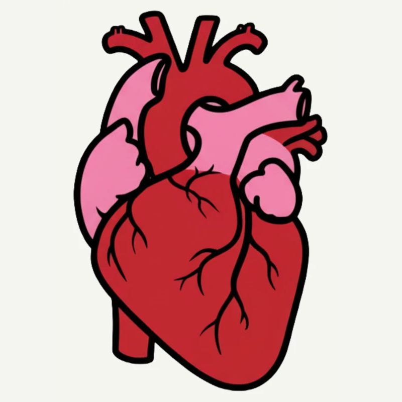 Anatomisches Herz Realistisch Organ Vektor