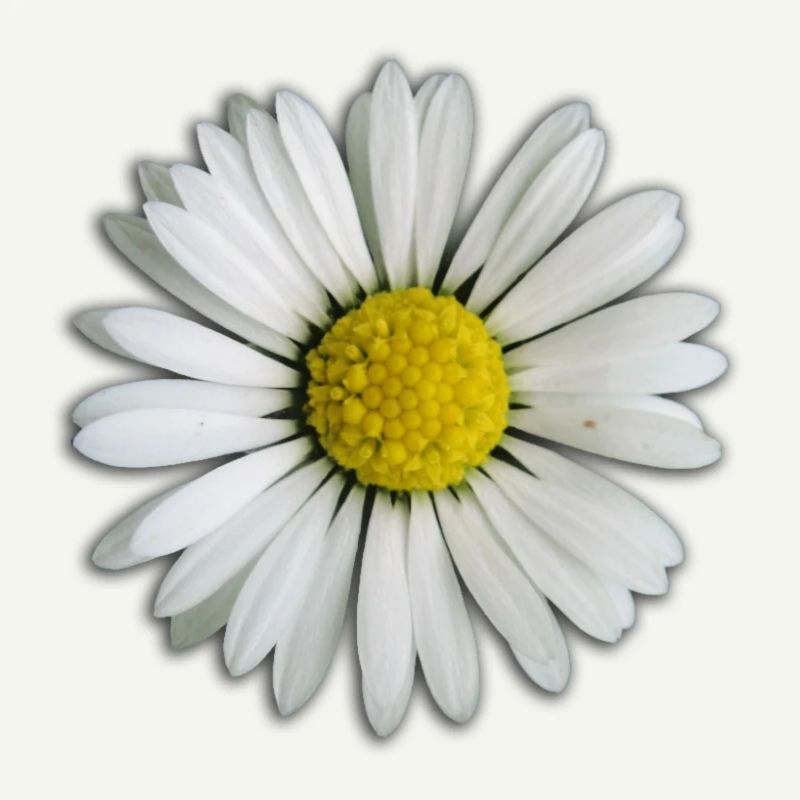 Gänseblümchen - Blume