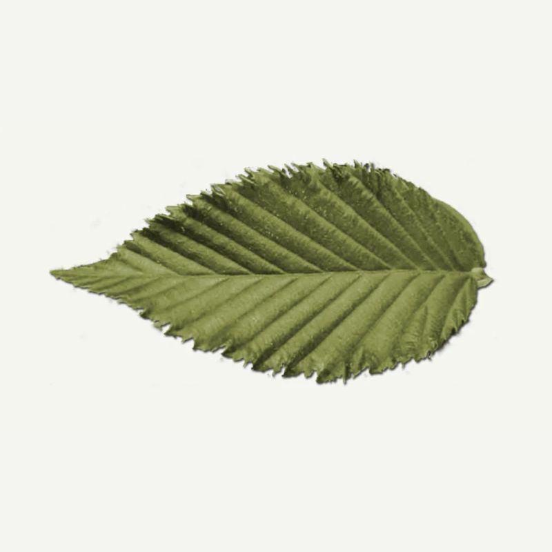 Leaf Structure Olive Green Pattern