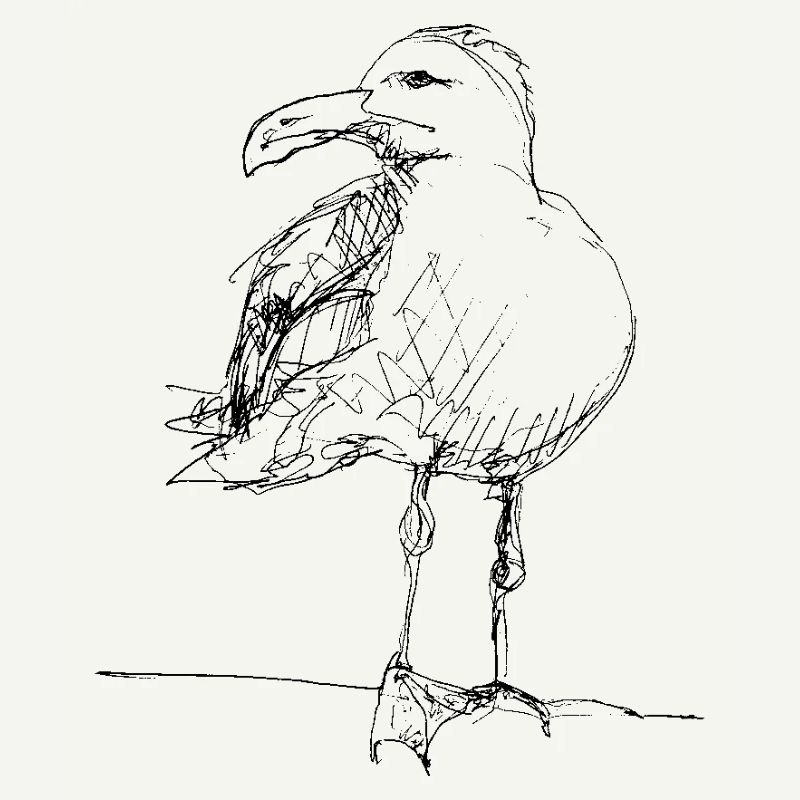 Möwe