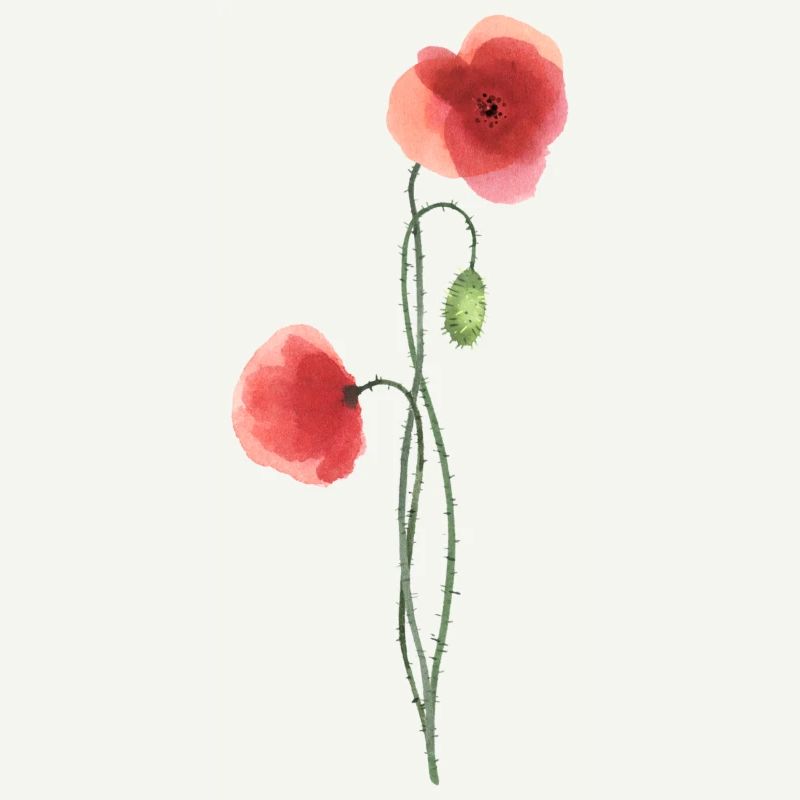 Flower: red poppy