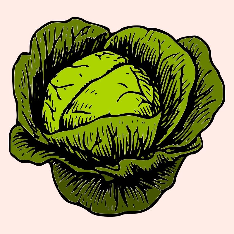 cabbage red cabbage white cabbage cabbage kale veggie gemuese