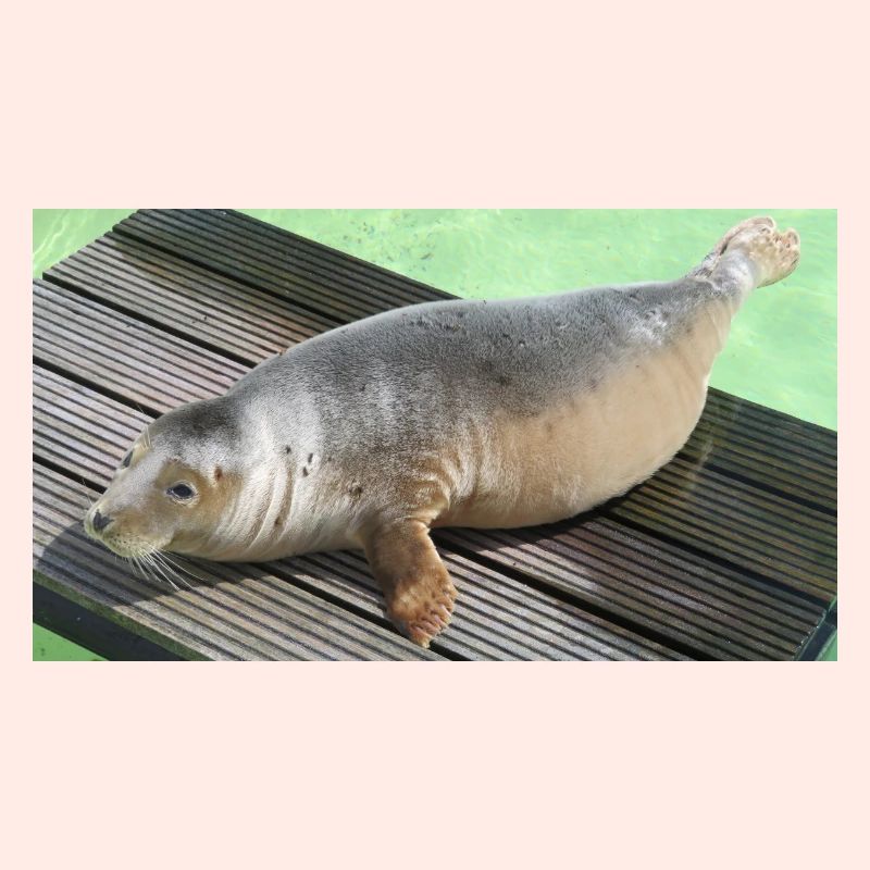 Bébé phoque à Texel