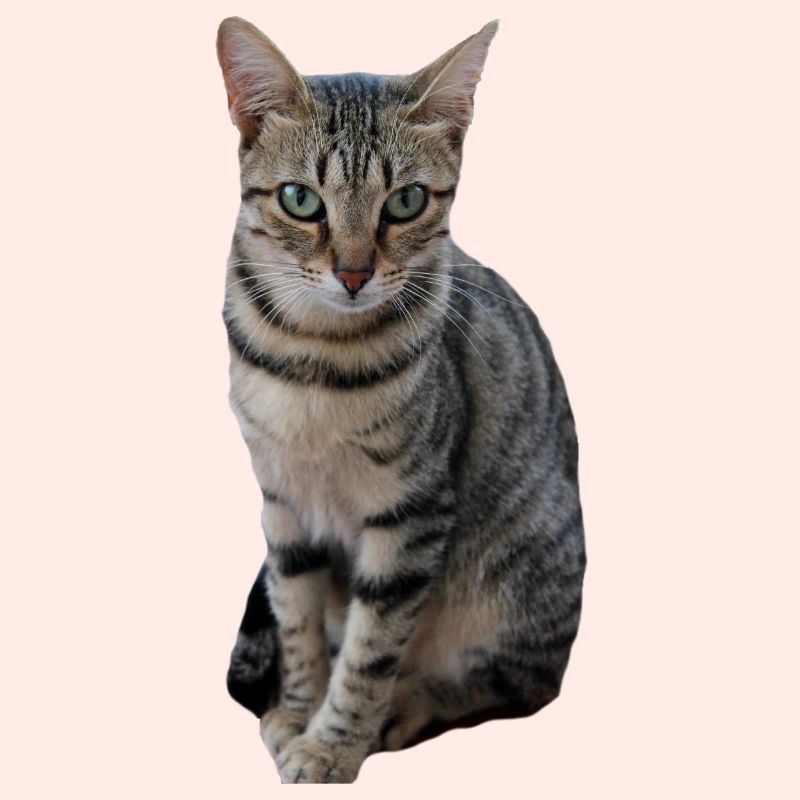 Chat chat chaton doux