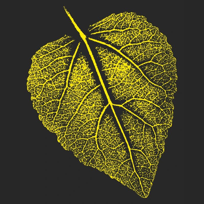 Linden leaf / Leaf Linde