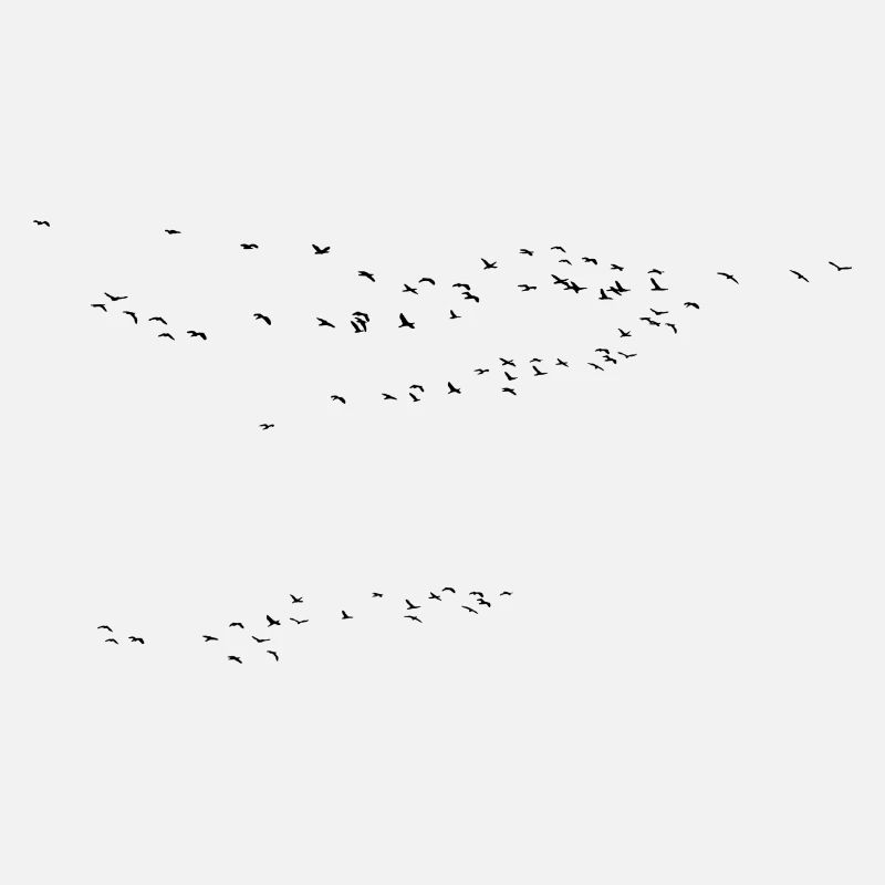Crane Cranespring Birds