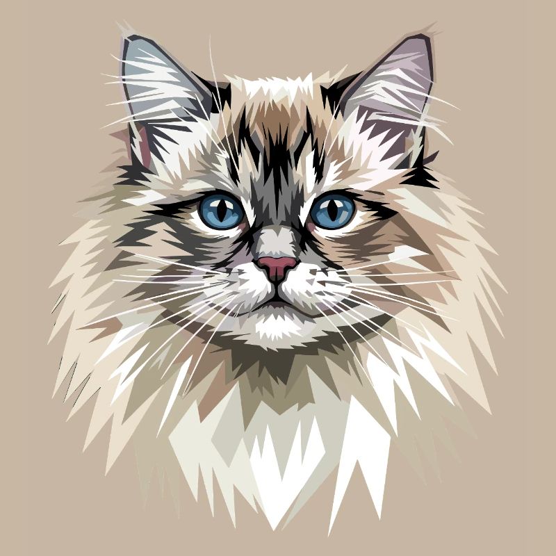 Ragdoll Chat Ragdoll Chat Mignons Chats Ragdoll