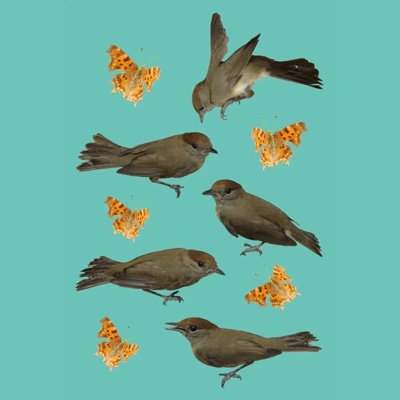 Blackcap with C-butterfly