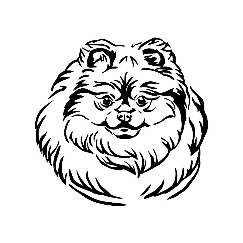 Zwergspitz Pomeranian