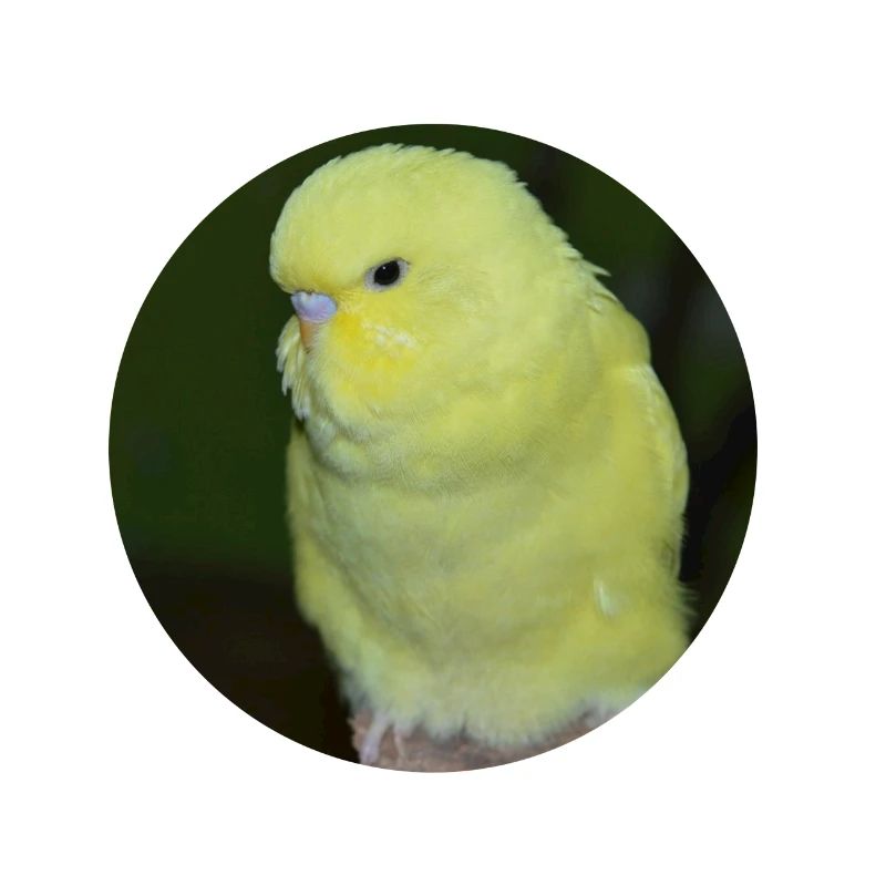 Budgies yellow budgie parakeet