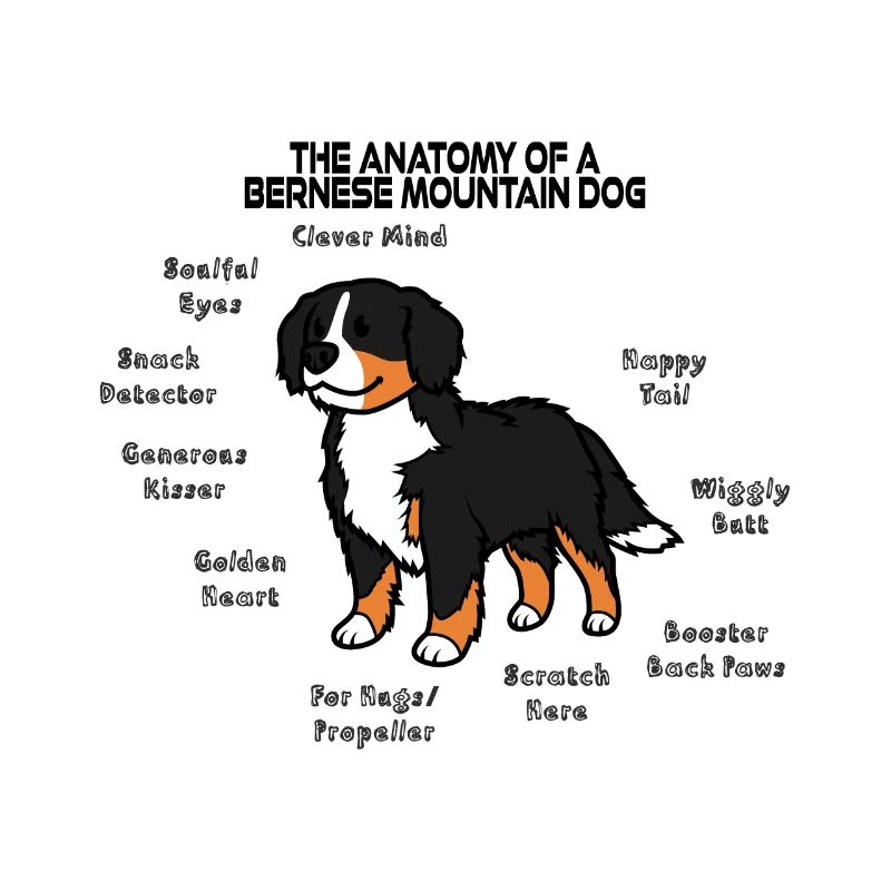 Anatomie Berner Sennenhund