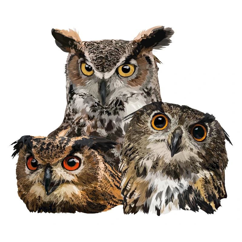Rapaces nocturnes