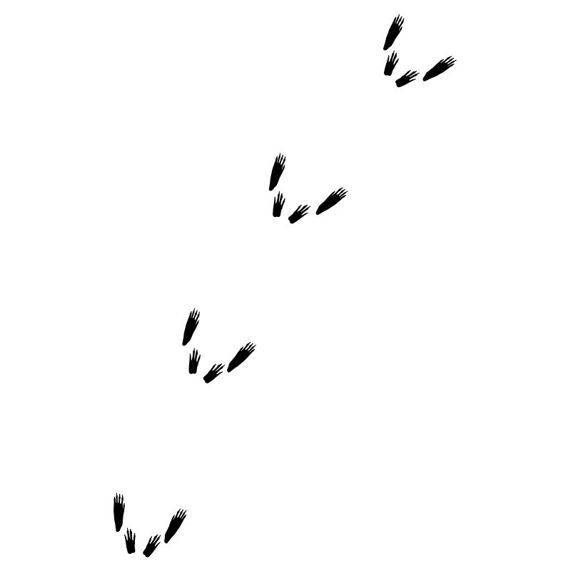 Squirrel squirrel rodent trail tracks tree