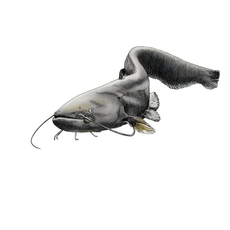 catfish