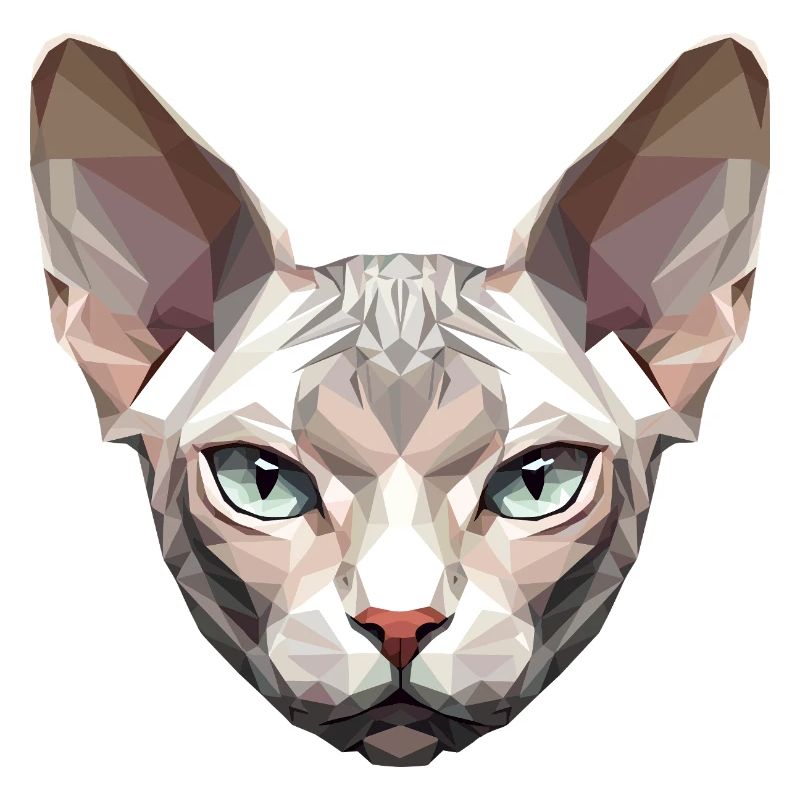 Sphynx Chat Sphynx Chat Chat Canadien Sphinx mignon