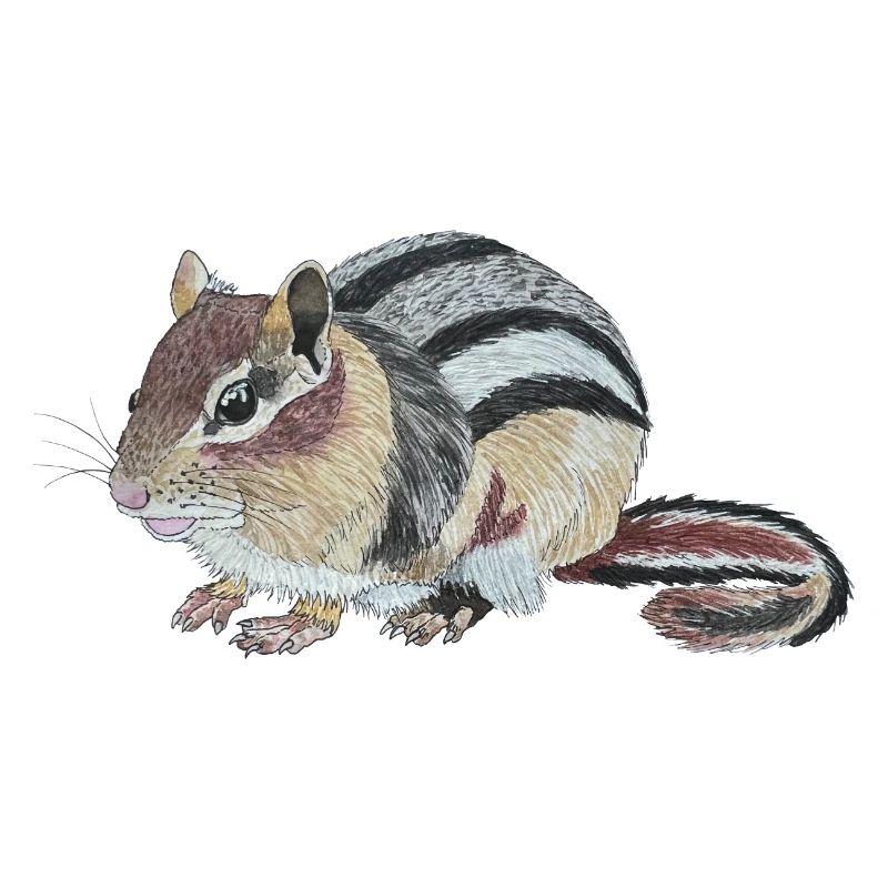Chipmunk Chipmunk Cheek Squirrel Burunduk