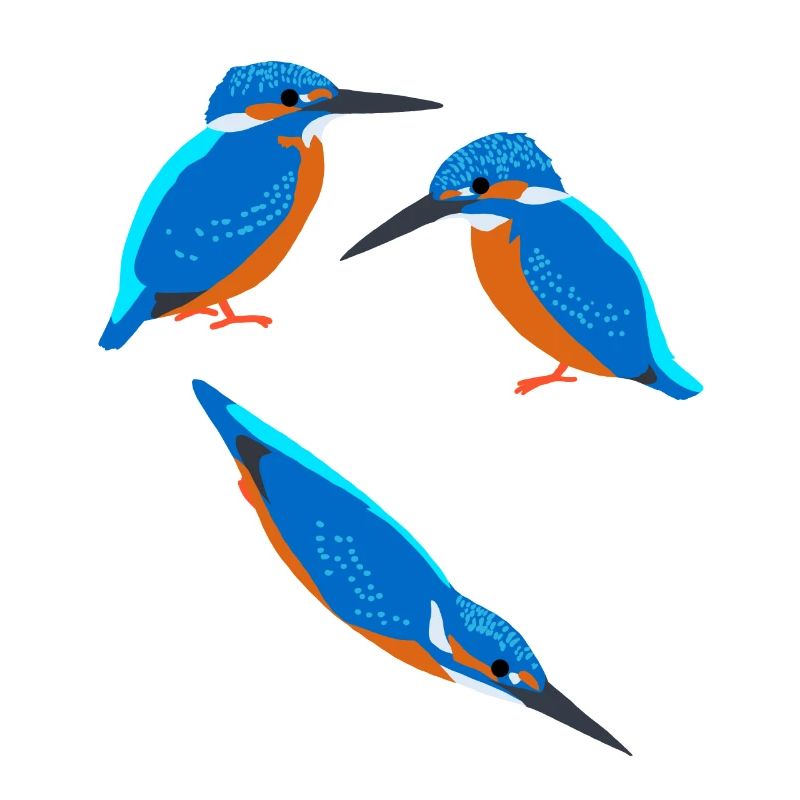 Oiseaux Martin-pêcheur