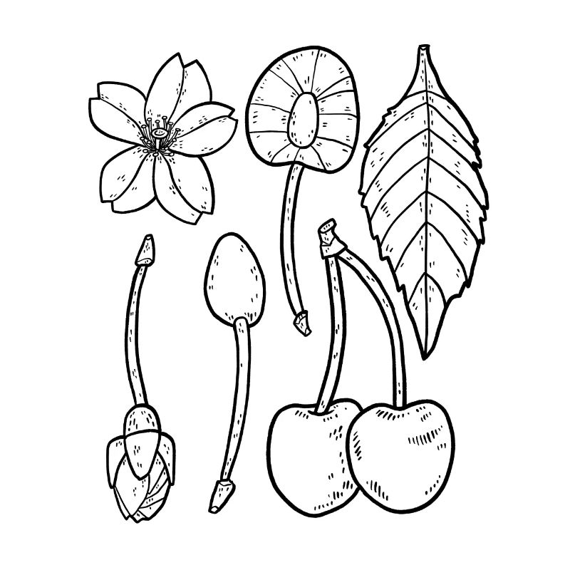 Cherries