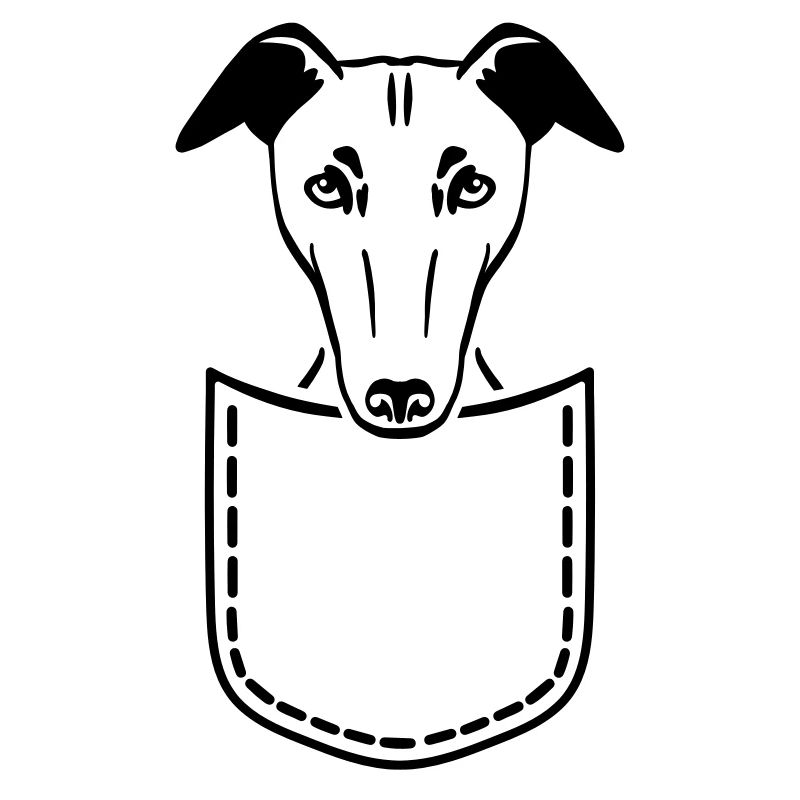 Whippet