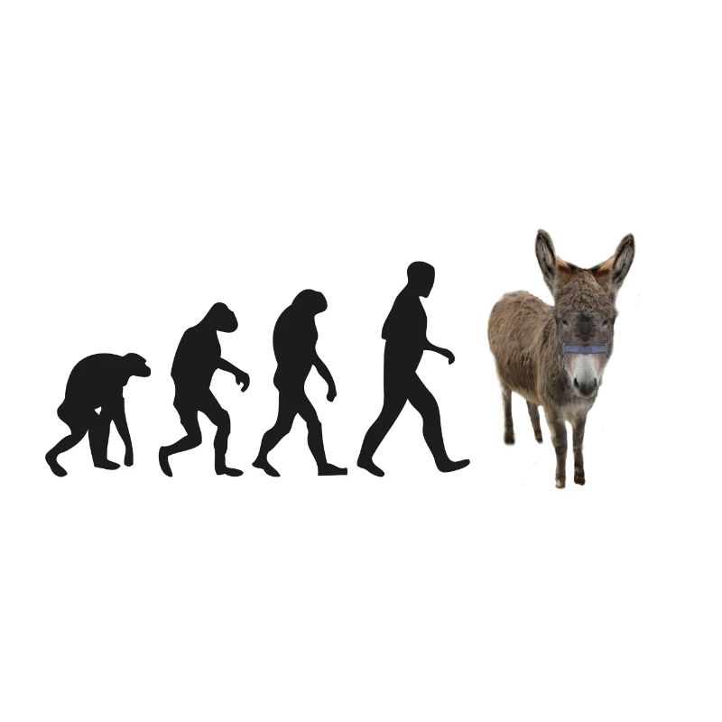 donkey evolution