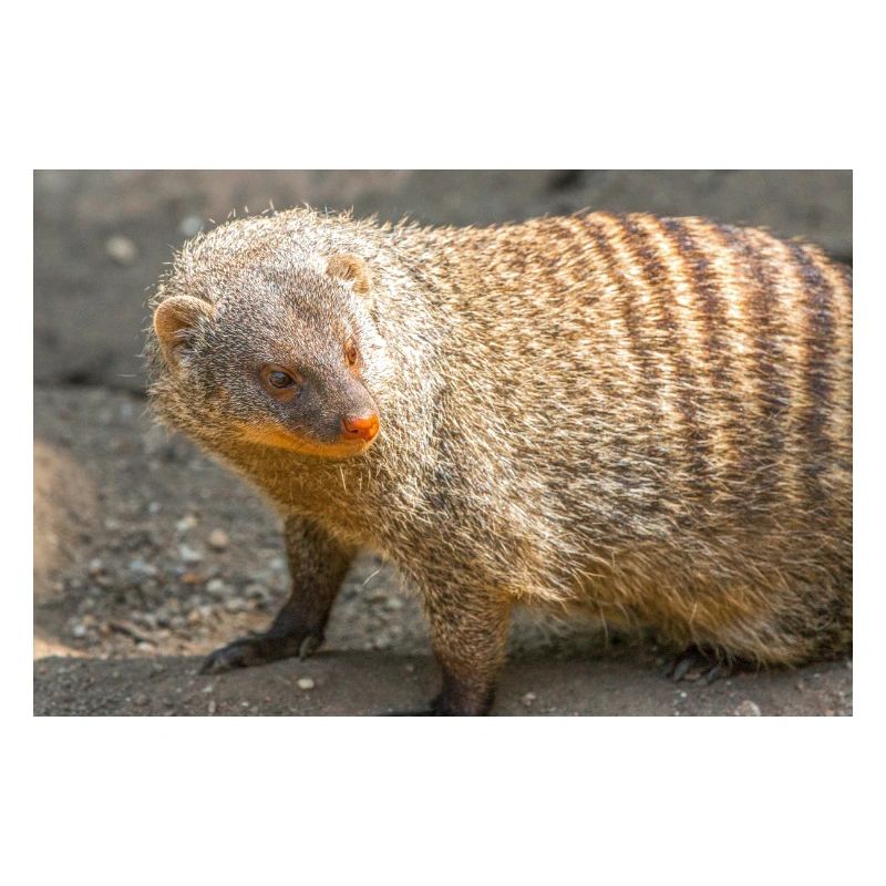 Gebänderte Manguste oder Zebramanguste