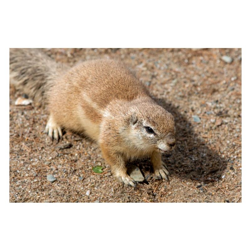 African ground squirrels Borstenhörnchen Xerus