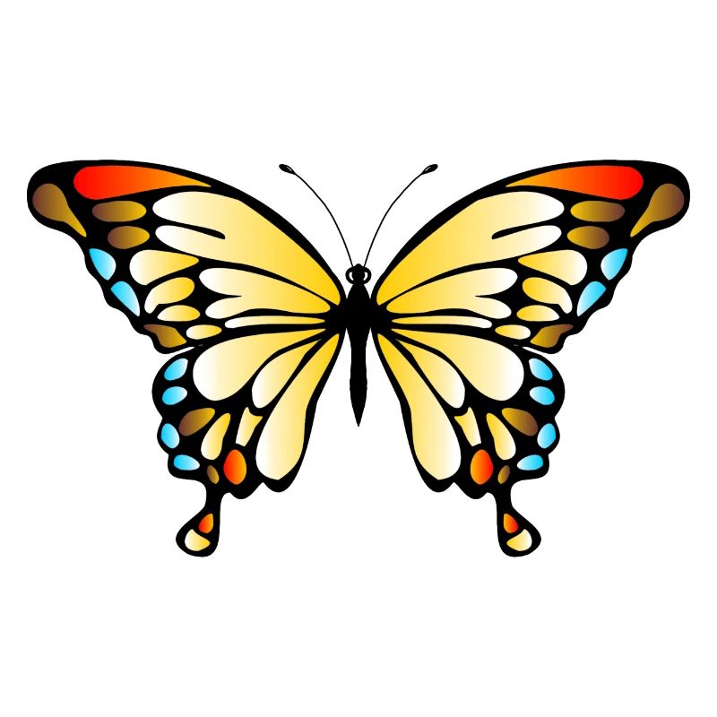butterfly