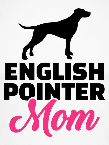 English Pointer