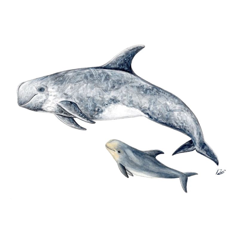Risso - Grampus Dolphin - Dauphin Risso