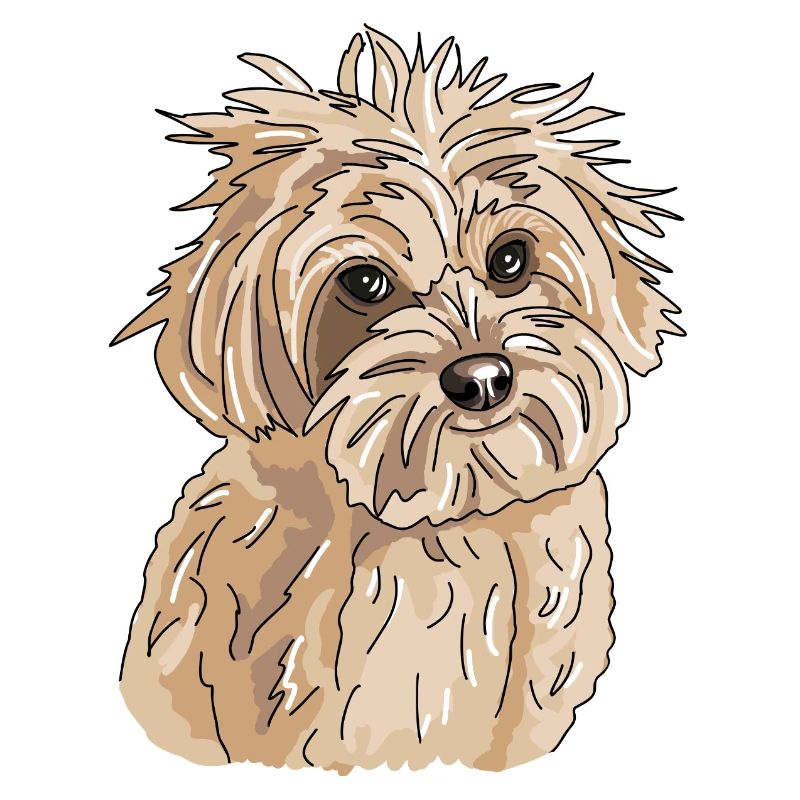 Havanese