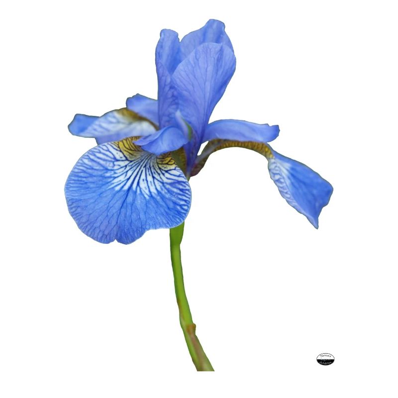 Iris No 1. Latin; Iris germdnica