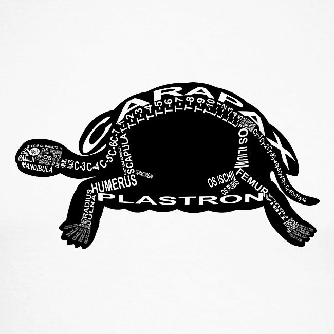 Tortue