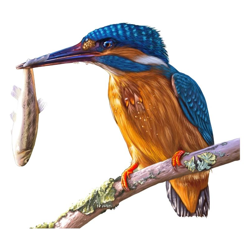 kingfisher eisvogel