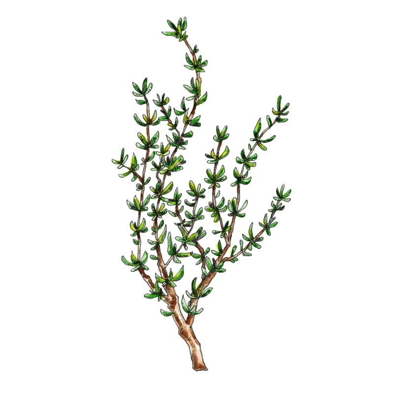 thyme