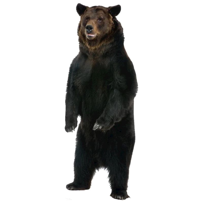 Standing bear