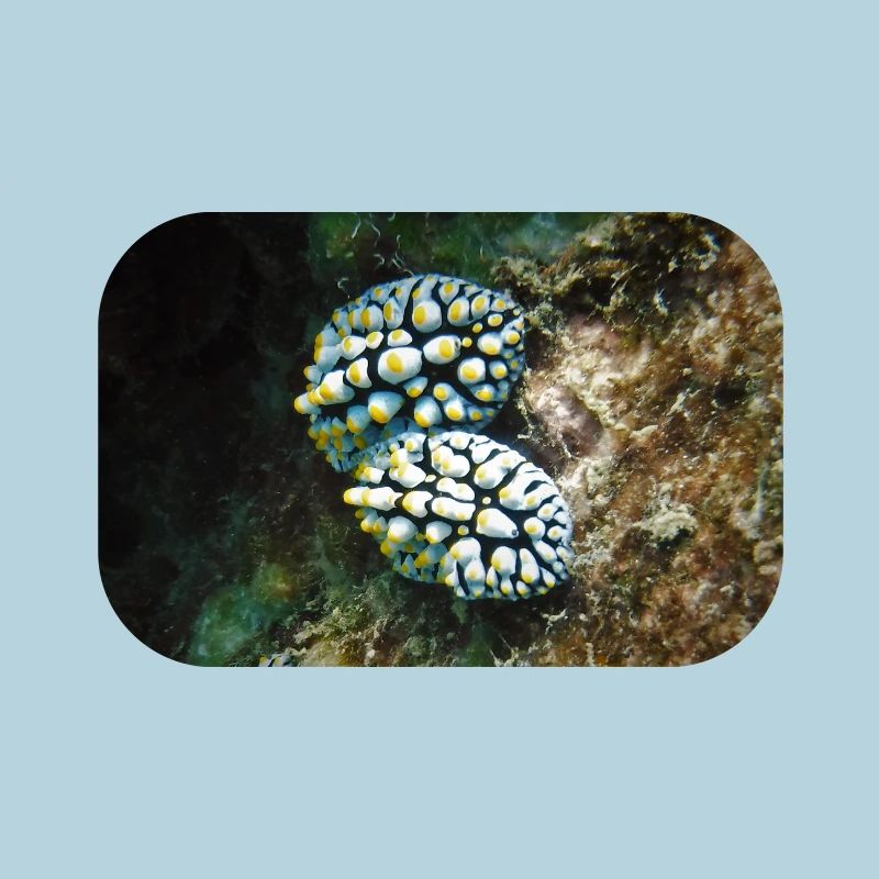NACKTSCHNECKE