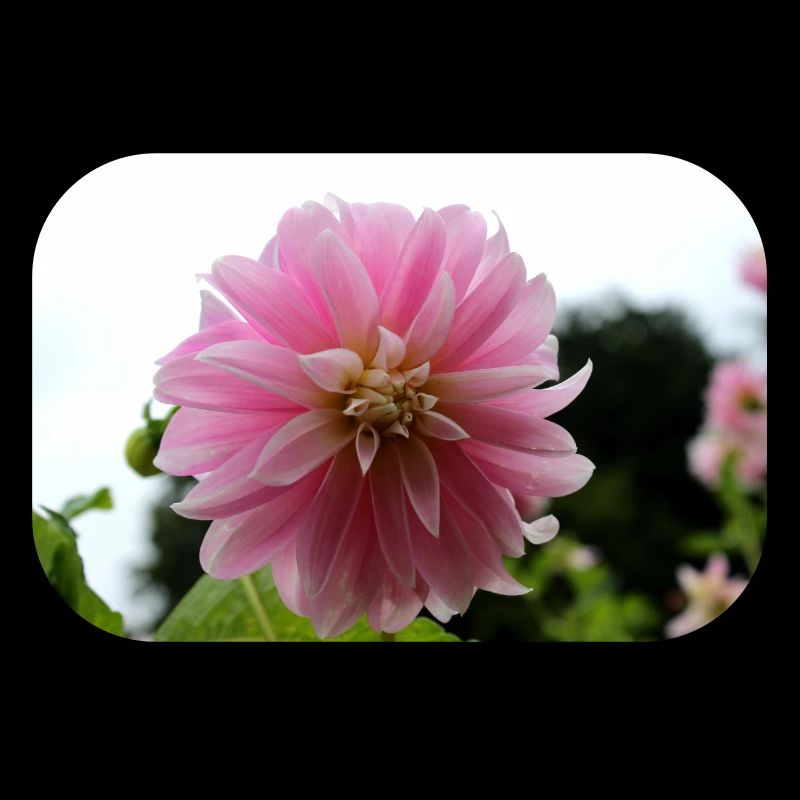 Dahlia rose rose fleur, fleur
