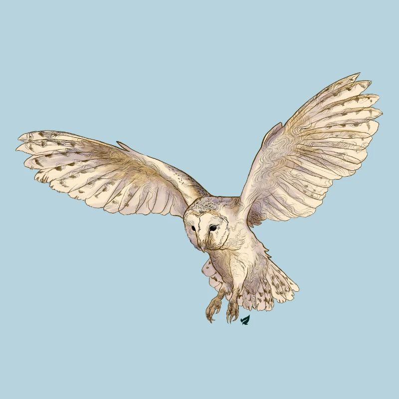 Wunderschöne Schleiereule im Flug