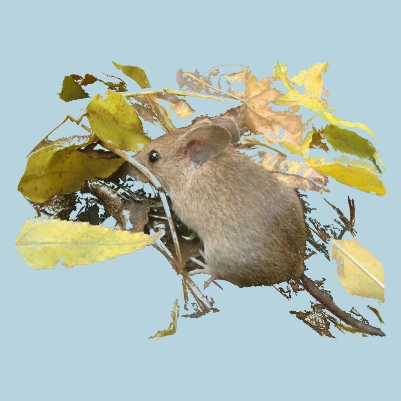 Souris dans le feuillage