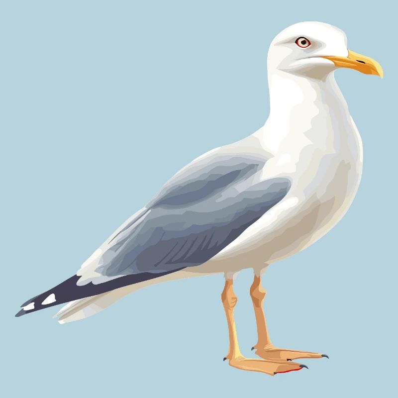 Küstenwolken Möwe