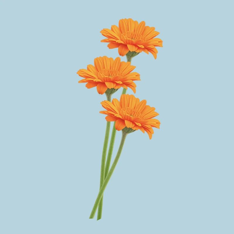 Orange Gerbera Trio