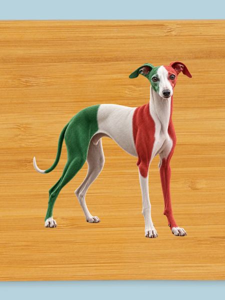 Italienischer Windhund