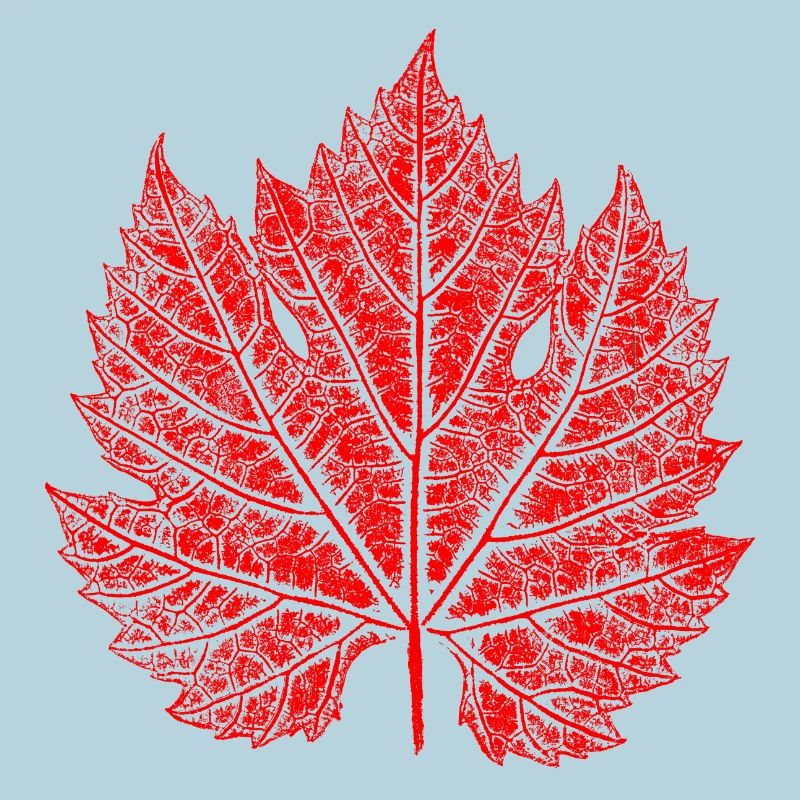 Grape Leaf / Red / Wine Leaf