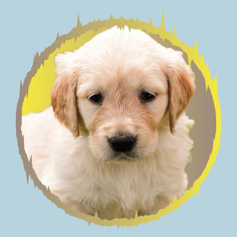 chiot
