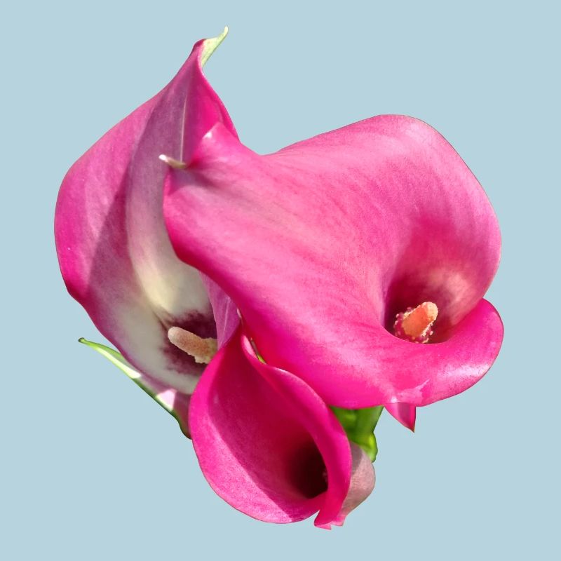 Pink Calla Blütentrio