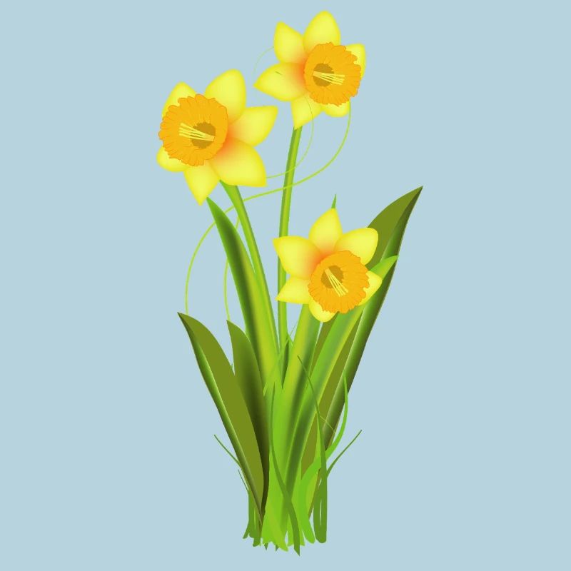 Glowing daffodils – spring flowers